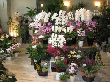 東京都国立市の花屋 国立花園にフラワーギフトはお任せください 当店は 安心と信頼の花キューピット加盟店です 花キューピットタウン